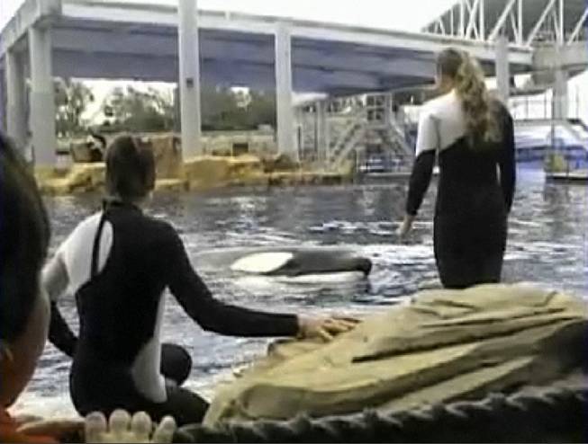This Wednesday, Feb. 24, 2010, photo made from video provided by Todd Connell shows trainer Dawn Brancheau, right, before the incident in which Tilikum, center, pulls her into the water and thrashes her around, killing her at SeaWorld in Orlando, Fla.