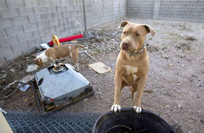 Drama, a pit bull owned by Damarlo Price, looks out from the backyard of the home on Jackson Avenue Monday, April 14, 2014. Virginia Price, Damarlo's mother, was the first habitat for humanity recipient in Las Vegas. She received the home in 1991. Damarlo Price was raised in the home and still lives in it. His mother has moved to Texas.