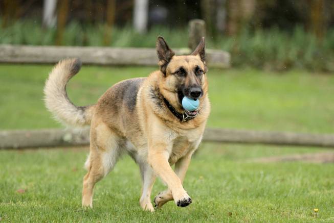 In this April 15, 2014, photo, Barrett Griner IV plays fetch with his 5-year-old German shepherd IV in Bridgeton, N.J. Cumberland County summoned IV to jury duty.