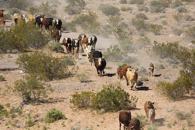 Cattle are herded from a holding pen after the April 12, 2014 stand-off between the Bureau of Land Management and supporters of rancher Cliven Bundy near Bunkerville, Nevada. The BLM eventually called off their roundup of Bundy cattle citing safety concerns. Courtesy of Shannon Bushman.