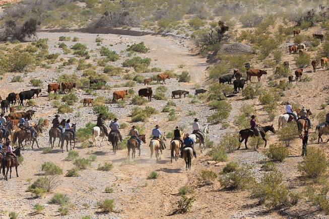 Supporters of rancher Cliven Bundy herd cattle after the April 12, 2014 stand-off between the Bureau of Land Management and supporters of rancher Cliven Bundy near Bunkerville, Nevada. The BLM eventually called off their roundup of Bundy cattle citing safety concerns. Courtesy of Shannon Bushman.