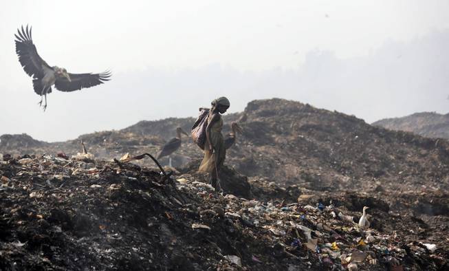 A Greater Adjutant Stork flies by a ragpicker looking for recyclable items at a garbage dump on Earth Day, on the outskirts of Gauhati, India, Tuesday, April 22, 2014. People across the globe hold events to celebrate the Earth's environment and spread awareness on how to conserve its natural resources on Earth Day, observed annually on April 22.