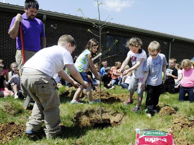 First-graders at Henderson's Cairo Elementary, as part of a service learning project and Earth Day celebration, place handfuls of dirt around a oak tree they planted at the school Tuesday, April 22, 2014, in Henderson, Ky. 