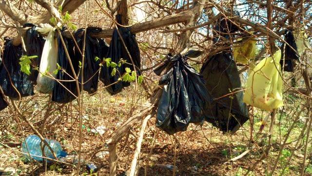 In this April 24, 2014, photo provided by the SPCA of Westchester's Humane Law Enforcement Division, plastic bags containing the remains of about 25 cats are hanging from a tree in a wooded area in Yonkers, N.Y.