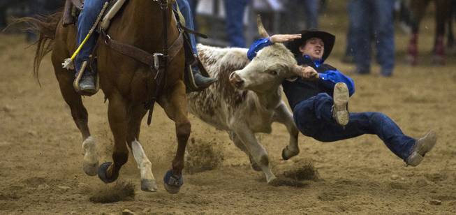 UNLV steer wrestler Dylan Marks fights to take a steer down to the dirt during the West Coast Regional Finals Rodeo at South Point Arena  on Friday, April 25, 2014.