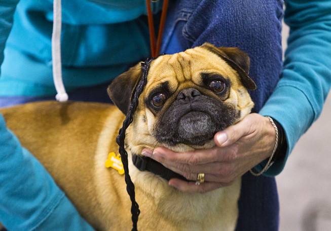 Bogo, a 4-year-old male Pug, prepares for the Animal Foundation's 11th annual Best in Show competition at the Orleans Arena Sunday, April 27, 2014. Bogo finished first in the small dogs division.