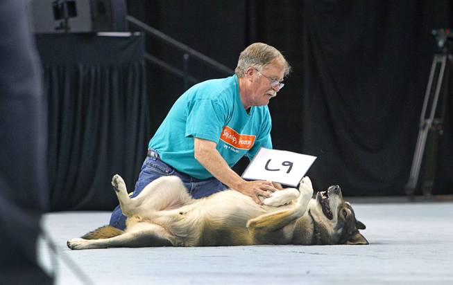Keeper, a two-year-old Alaskan Malamute mix, rolls on her back for a belly rub, during the Animal Foundation's 11th annual Best in Show competition at the Orleans Arena Sunday, April 27, 2014.