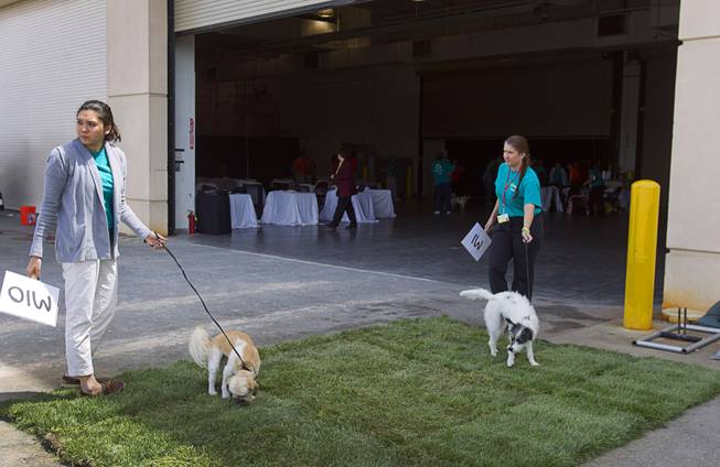 Mickey, left, a two-year-old Shih Tzu mix, left, and Abigail, a five-year-old female terrier, take care of business before competing in the medium dog category during the Animal Foundation's 11th annual Best in Show at the Orleans Arena Sunday, April 27, 2014.