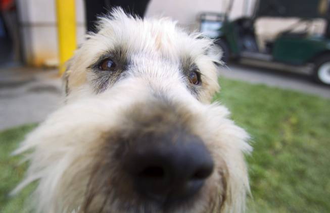 Storm, a 7-year-old Soft Coated Wheaten terrier, checks out the camera before the Animal Foundation's 11th annual Best in Show competition at the Orleans Arena Sunday, April 27, 2014.