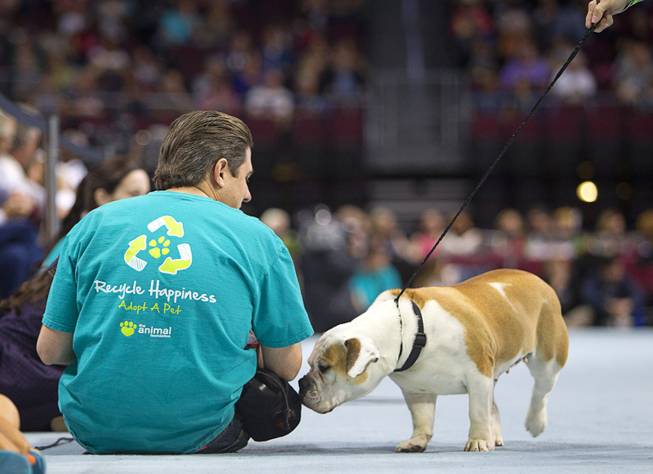 A bulldog name Gina stops to sniff a volunteer during the Animal Foundation's 11th annual Best in Show competition at the Orleans Arena Sunday, April 27, 2014.