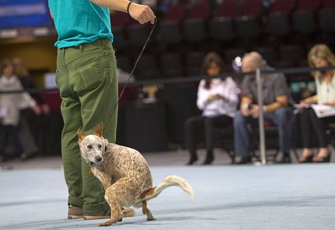 Frankie, an 11-month-old Australian cattle dog mix, has an accident on the show floor during the Animal Foundation's 11th annual Best in Show competition at the Orleans Arena Sunday, April 27, 2014.