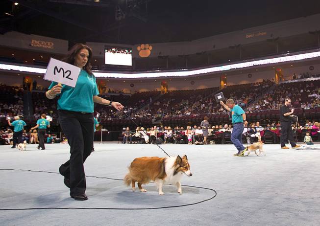 Colbie, an 11-month-old Shetland Sheepdog competes during the Animal Foundation's 11th annual Best in Show at the Orleans Arena Sunday, April 27, 2014.