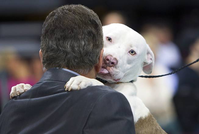 A pit bull named Gus Gus tries to influence judge Steve Schorr during the Animal Foundation's 11th annual Best in Show competition at the Orleans Arena Sunday, April 27, 2014.