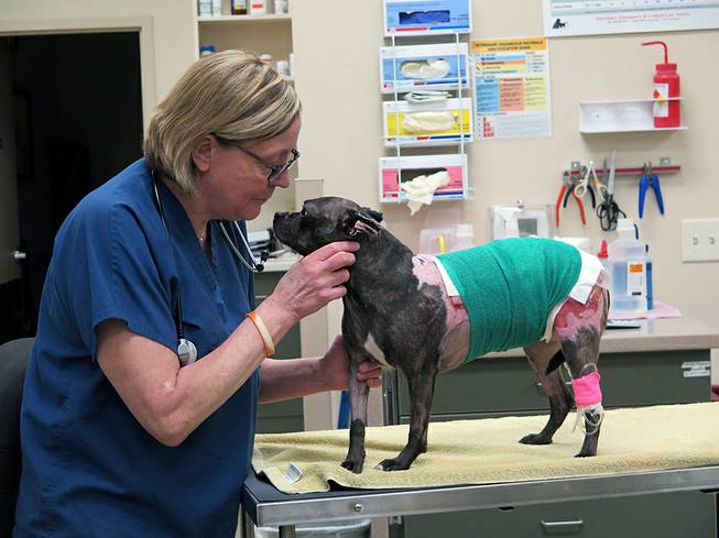 Dr. Marla Lichtenberger leans in to kiss Beatrice the dog at Milwaukee Emergency Center for Animals in Greenfield, Wis., Monday, April 28, 2014. 