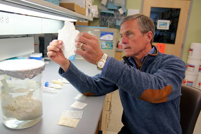 Dr. Stephen Badylak, deputy director of the McGowan Institute for Regenerative Medicine, holds a sheet of “extracellular matrix,” scaffolding-like material derived from pig bladder. 