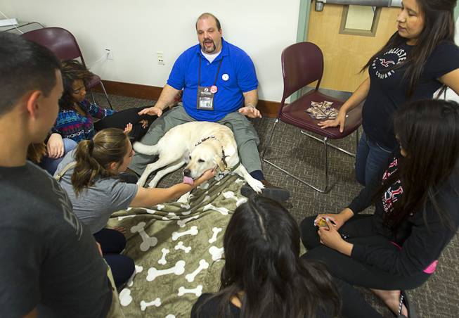 Tucker, a 9-year-old Labrador Retriever owned by Clay Buck, center, gives a lick to a student during "Paws" for a Study Break at UNLV's Lied Library Wednesday, May 7, 2014. The library sponsored the second annual study break with certified therapy dogs from Love Dog Adventures to help calm students stressing over final exams.