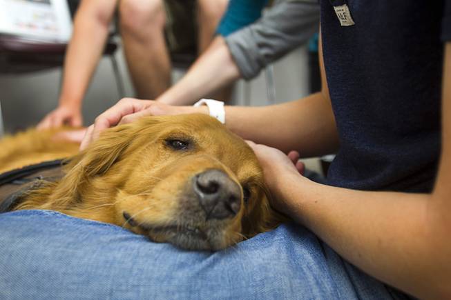 Boise, a six-year-old Golden Retriever, rests in a student's lap during "Paws" for a Study Break at UNLV's Lied Library Wednesday, May 7, 2014. The library sponsored the second annual study break with certified therapy dogs from Love Dog Adventures to help calm students stressing over final exams.