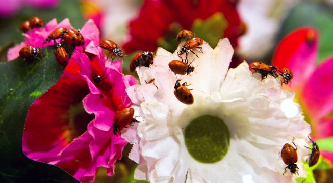 Ladybugs are on display by Orcon during the National Hardware Show 2014 in the Las Vegas Convention Center on Wednesday, May 7, 2014.   L.E. Baskow
