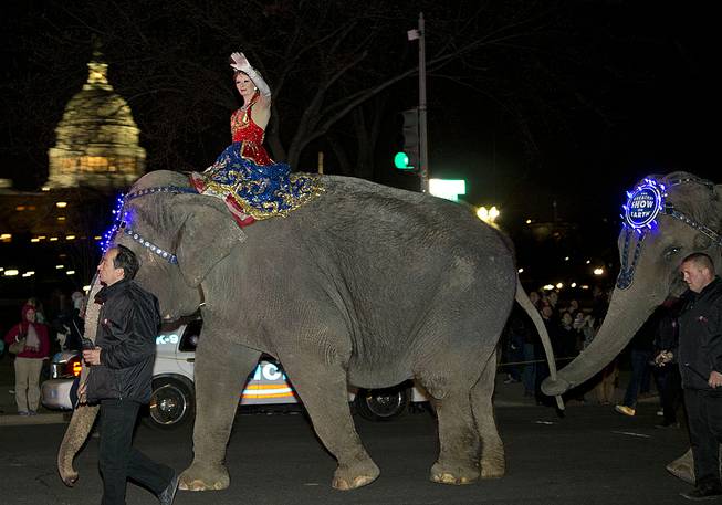 A performer waves as elephants with the Ringling Bros. and Barnum & Bailey show walk in front of the Capitol in Washington, D.C., on their way to the Verizon Center on March 19, 2013. 