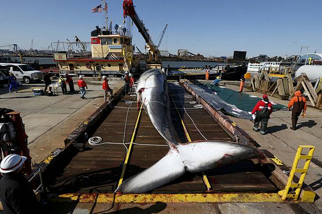 In this April 16, 2014, file photo, a deceased 55-foot long finback whale sits on a dry dock in Jersey City, N.Y., after it was pulled out of the water. 