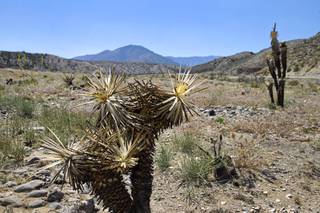 Burned Joshua trees are shown in an area near Harris Springs Road and Kyle Canyon Road on Mt. Charleston Tuesday, May 27, 2014. The mountain is showing signs of recovery, about one year after the Carpenter 1 Fire that scorched almost 28,000 acres in 2013.