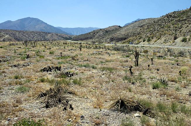 A burned area is shown near Harris Springs Road and Kyle Canyon Road on Mt. Charleston Tuesday, May 27, 2014. The mountain is showing signs of recovery, about one year after the Carpenter 1 Fire that scorched almost 28,000 acres in 2013.