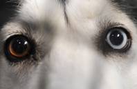 The unmistakable heterochromatic gaze of a Siberian Husky is shown from inside a pen at the Lied Animal Shelter Thursday, May 22, 2014.