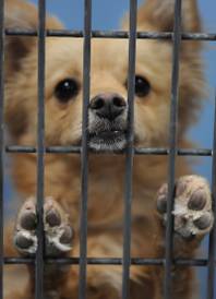 A nose and paws poke through the wire mesh of a cage as a canine beckons for attention inside the Lied Animal Shelter on Thursday, May 22, 2014.