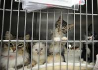A mother cat and her litter of curious kittens look out from their cage inside the Lied Animal Shelter Thursday, May 22, 2014.