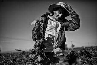 Hector Ramirez works in a field of tomato plants outside of Huron, California. During the season the areas farms need the most labor the work force doubles, but a drought has cut production and workers find trouble landing positions in the fields.