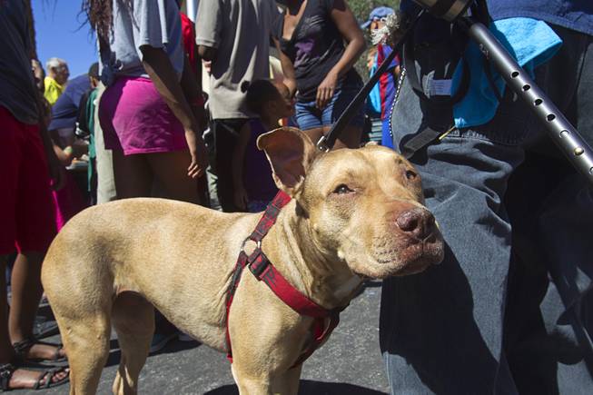 "Sexy Momma," a seven-year-old pit bull, is shown during a Downtown Community Coalition neighborhood cleanup near Fremont Street and 21st Street Tuesday, June 17, 2014. A variety of community, church and business groups, along with Metro Police and the City of Las Vegas, participated in the event.