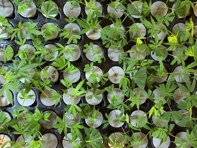 Cloned cuttings develop in a water solution. For AuricAG to succeed, its harvests must meet purity standards and turn a profit.
