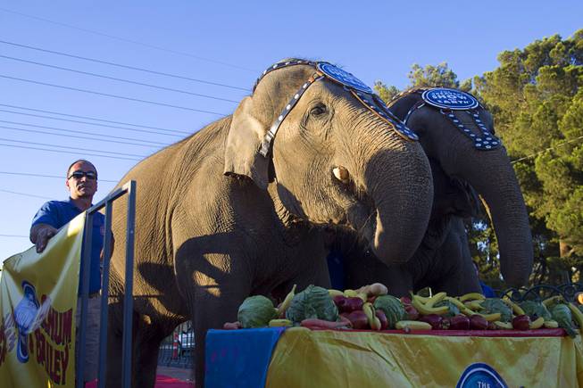 Asian elephants Bonnie, left, and Kelly Ann of the Ringling Bros. and Barnum & Bailey Circus have dinner at the Welcome to Fabulous Las Vegas sign Wednesday, June 18, 2014. The circus performs at Thomas & Mack Center Thursday through Sunday.