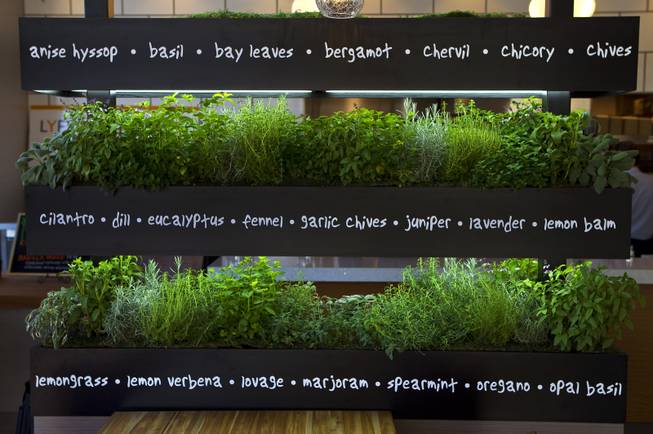 The interior of the new Henderson restaurant Lyfe Kitchen features a live herb garden as they ready to open at The District on Tuesday, July 8, 2014.