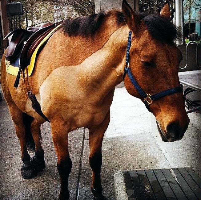 This undated image provided by the Portland Police department shows Olin, a police horse involved in a kicking incident, Wednesday, July 9, 2014, in Portland, Ore. 