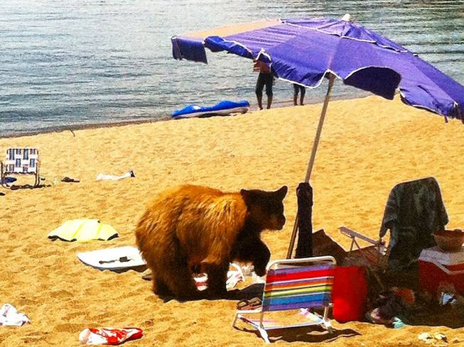 This photo provided by the Nevada Department of Wildlife shows a black bear Wednesday, July 9, 2014,  on a Lake Tahoe beach in Glenbrook. The bear had to be killed by state wildlife officials because it had become a threat to public safety. It was the seventh bear the Nevada Department of Wildlife has captured at Tahoe in 10 days. The others were released back to the wild. Nevada Department of Wildlife officials say lingering drought is forcing bears to expand their search for food into urban areas.