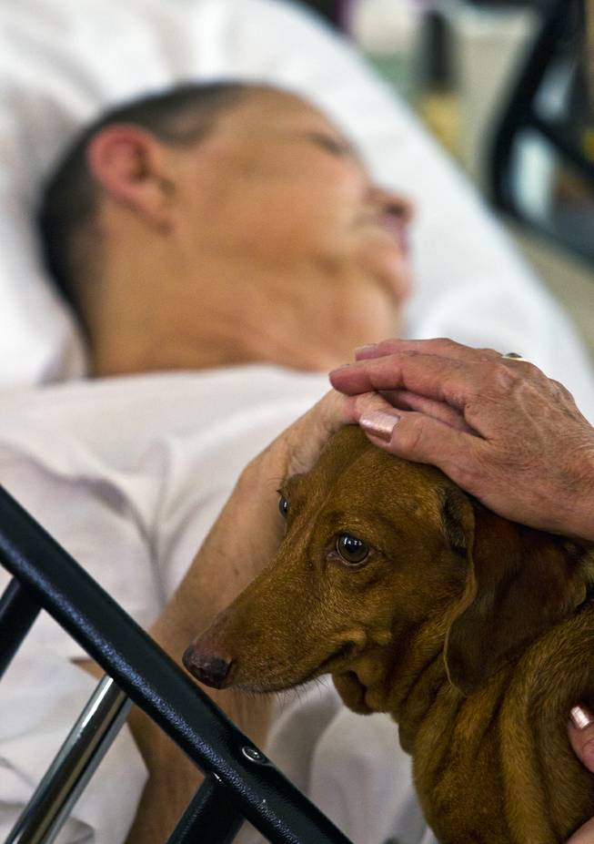 Linda Rolain is visited by her dog Ammo at her hospital bed in their living room just days before she passed away following brain surgery in May on Wednesday, June 25, 2014.  She should have had surgery much sooner but due to the problems on the exchange she wasn't able to receive insurance until mid May.