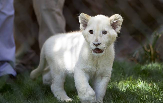 A white lion cub enters a habitat at Siegfried & Roy's Secret Garden and Dolphin Habitat Thursday, July 17, 2014. Siegfried Fischbacher and Roy Horn introduced the three 14-week-old cubs, born in South Africa, which will bring new genes into Siegfried and Roy's conservation program.