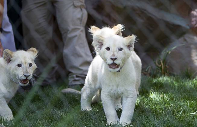 White lion cubs are shown at Siegfried & Roy's Secret Garden and Dolphin Habitat Thursday, July 17, 2014. Siegfried Fischbacher and Roy Horn introduced the three 14-week-old cubs, born in South Africa, which will bring new genes into Siegfried and Roy's conservation program.