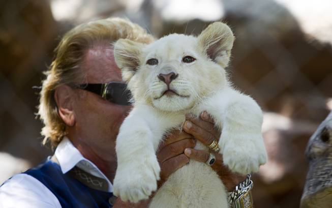 Siegfried Fischbacher holds a white lion cub at Siegfried & Roy's Secret Garden & Dolphin Habitat on Thursday, July 17, 2014, at the Mirage. Las Vegas residents Fischbacher and Roy Horn introduced the three 14-week-old cubs born in South Africa on April 14.