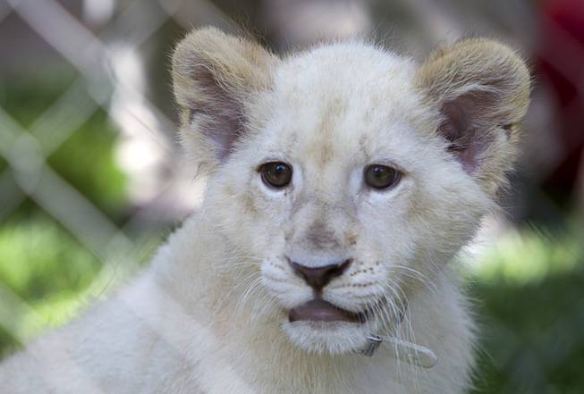 A white lion cub looks out from a habitat at Siegfried & Roy's Secret Garden and Dolphin Habitat Thursday, July 17, 2014. Siegfried Fischbacher and Roy Horn introduced the three 14-week-old cubs, born in South Africa, which will bring new genes into Siegfried and Roy's conservation program.