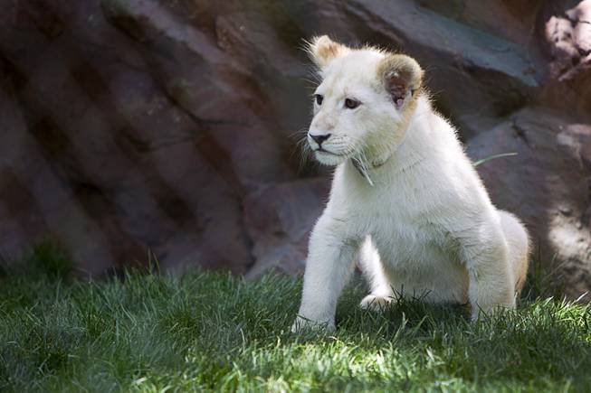 A white lion cub is shown at Siegfried & Roy's Secret Garden and Dolphin Habitat Thursday, July 17, 2014. Siegfried Fischbacher and Roy Horn introduced the three 14-week-old cubs, born in South Africa, which will bring new genes into Siegfried and Roy's conservation program.