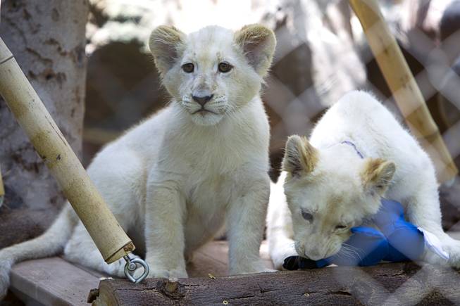 White lion cubs play at Siegfried & Roy's Secret Garden and Dolphin Habitat Thursday, July 17, 2014. Siegfried Fischbacher and Roy Horn introduced the three 14-week-old cubs, born in South Africa, which will bring new genes into Siegfried and Roy's conservation program.