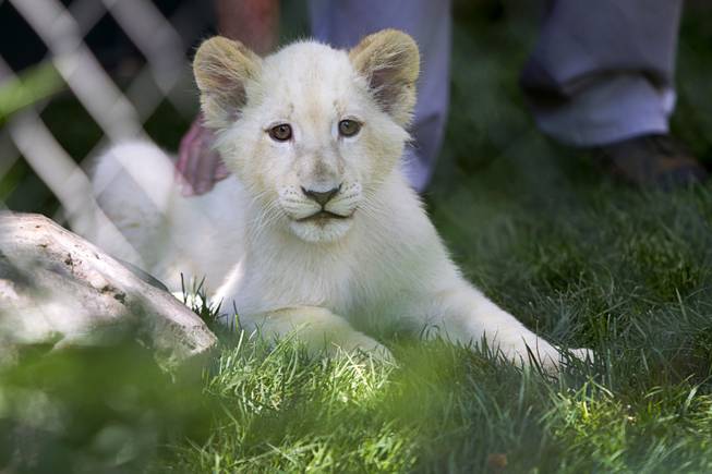 A white lion cub is shown at Siegfried & Roy's Secret Garden and Dolphin Habitat Thursday, July 17, 2014. Siegfried Fischbacher and Roy Horn introduced the three 14-week-old cubs, born in South Africa, which will bring new genes into Siegfried and Roy's conservation program.