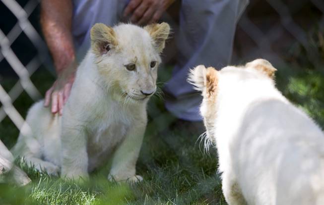 White lion cubs eye each other at Siegfried & Roy's Secret Garden and Dolphin Habitat Thursday, July 17, 2014. Siegfried Fischbacher and Roy Horn introduced the three 14-week-old cubs, born in South Africa, which will bring new genes into Siegfried and Roy's conservation program.