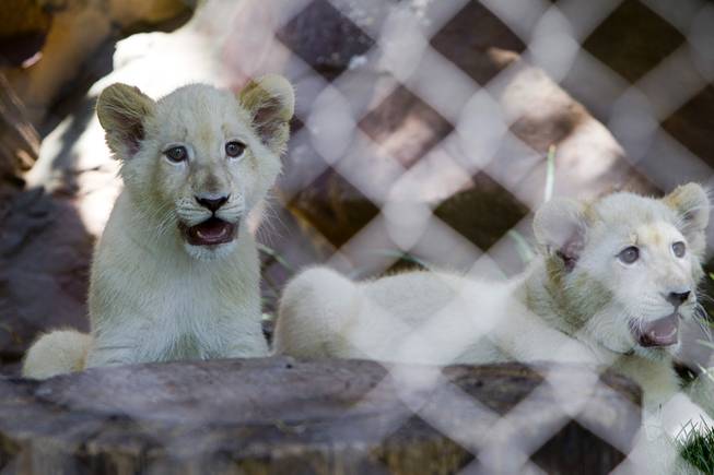 White lion cubs are shown at Siegfried & Roy's Secret Garden and Dolphin Habitat Thursday, July 17, 2014. Siegfried Fischbacher and Roy Horn introduced the three 14-week-old cubs, born in South Africa, which will bring new genes into Siegfried and Roy's conservation program.