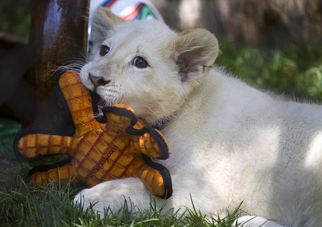A white lion cub plays with a toy at Siegfried & Roy's Secret Garden and Dolphin Habitat Thursday, July 17, 2014. Siegfried Fischbacher and Roy Horn introduced the three 14-week-old cubs, born in South Africa, which will bring new genes into Siegfried and Roy's conservation program.