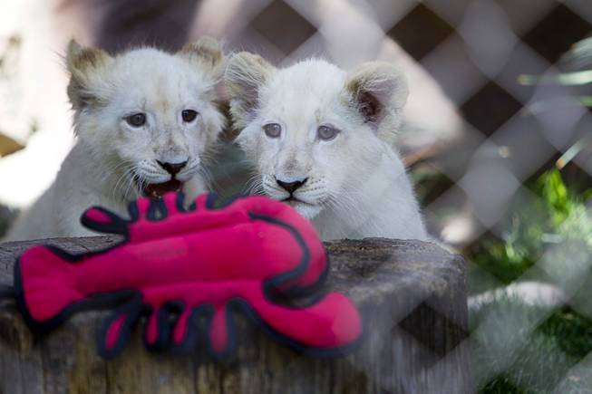 White lion cubs play with a toy at Siegfried & Roy's Secret Garden and Dolphin Habitat Thursday, July 17, 2014. Siegfried Fischbacher and Roy Horn introduced the three 14-week-old cubs, born in South Africa, which will bring new genes into Siegfried and Roy's conservation program.