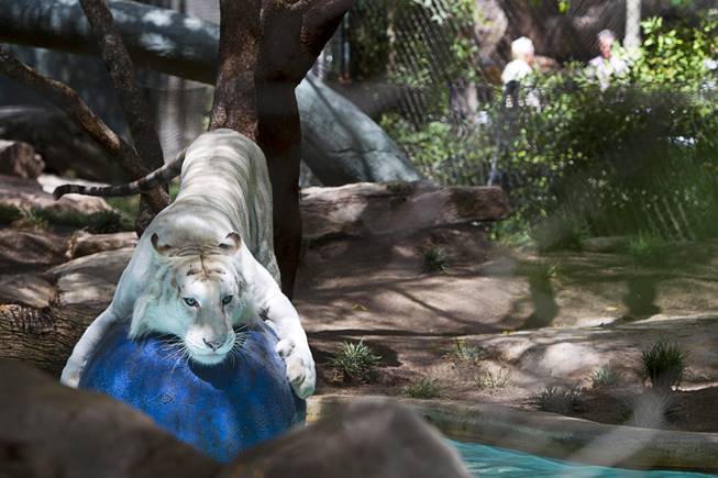 A white tiger plays in an enclosure at Siegfried & Roy's Secret Garden and Dolphin Habitat Thursday, July 17, 2014. Siegfried Fischbacher and Roy Horn introduced the three 14-week-old cubs, born in South Africa, which will bring new genes into Siegfried and Roy's conservation program.