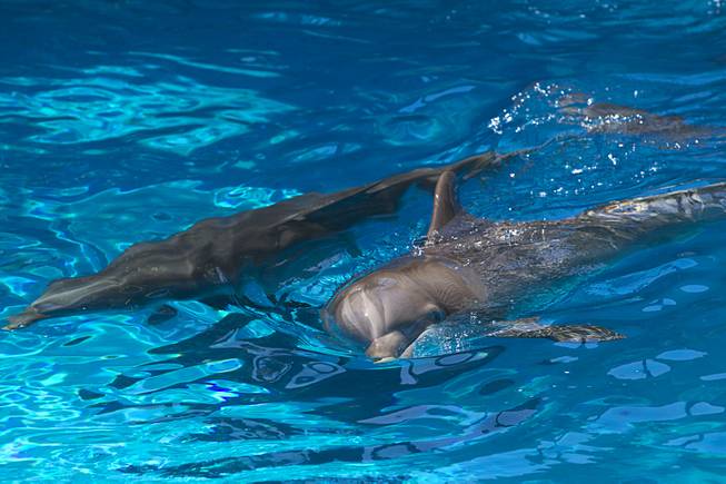 Dolphins swim at Siegfried & Roy's Secret Garden and Dolphin Habitat Thursday, July 17, 2014. Siegfried Fischbacher and Roy Horn introduced the three 14-week-old cubs, born in South Africa, which will bring new genes into Siegfried and Roy's conservation program.